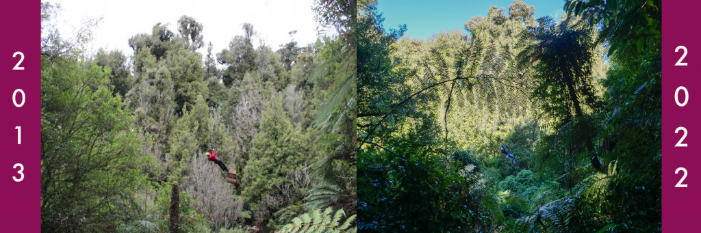Side-by-side pictures labeled 2013 and 2022, showing the growth of plant density in the forest over time.